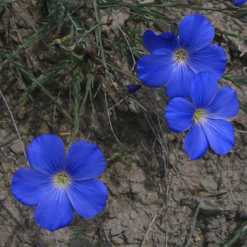 Blue Flax – Linum Narbonense